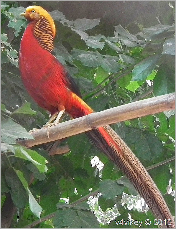 The Golden Pheasant or "Chinese Pheasant"