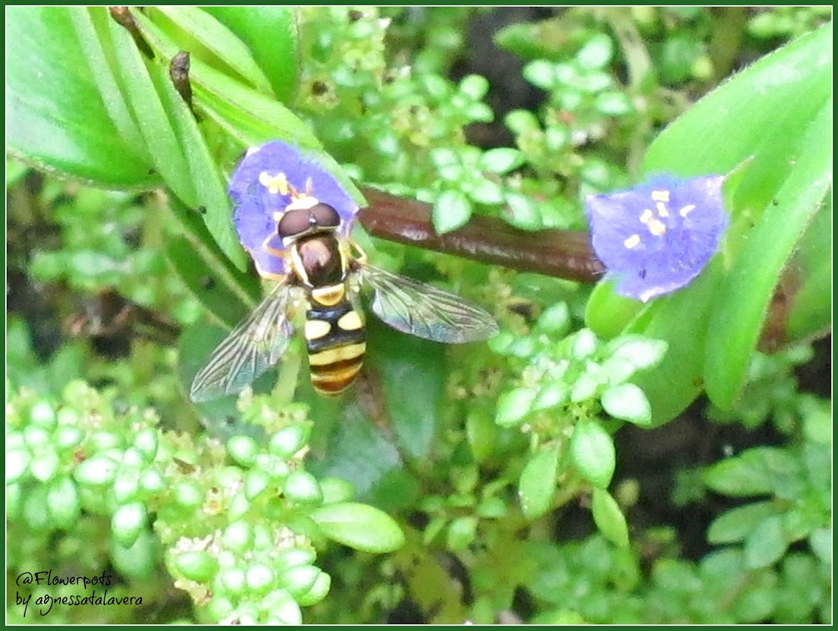 Yellow-shouldered Hover Fly or Common Hover Fly (Male)