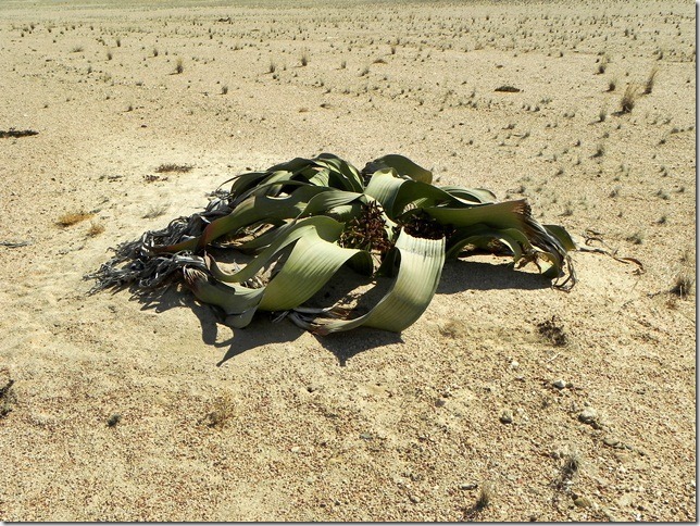 Welwitschia_DSCN6476