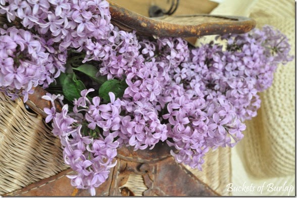 Lilacs 4