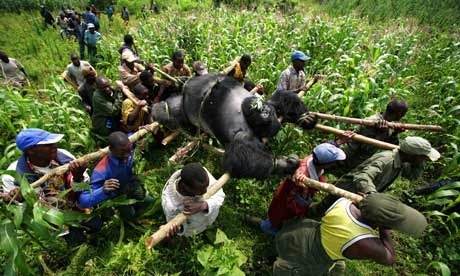 Congo-gorilla-poaching-001