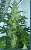 cannabis 11 hoa