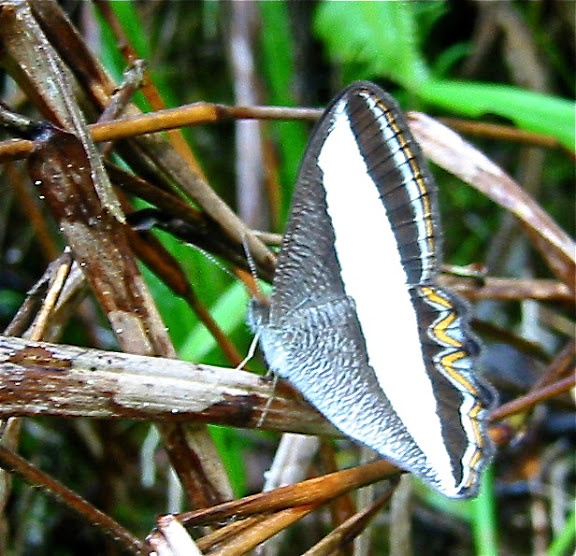 Satyrinae : Oressinoma sorata sorata SALVIN & GODMAN, 1868. Nord de Coroico, Bolivie, 13 janvier 2004. Photo : Peter Møllmann