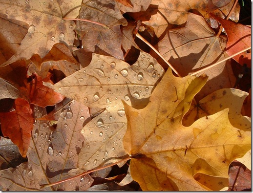 autumn_leaves.2