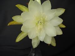 [Epi%2520Gold%2520Braid%255B2%255D.jpg]