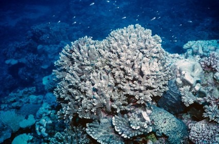 ปะการังใต้ทะเลเกาะไอตูตากิ