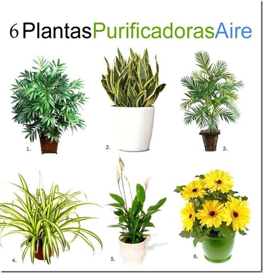 6 plantas que puruficam o ar nos ambientes