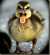 th_baby-duck-talking