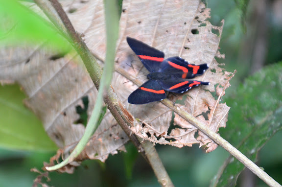 Séjour ALF en Guyane - Novembre 2011 - Ancyluris aulestes CRAMER, 1777. Amazone Nature Lodge, Montagne de Kaw (Guyane). 18 novembre 2011. Photo : M. Belloin