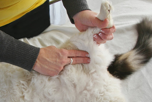 Step 3 (Cat): Check pulse at femoral artery (where hind leg meets torso), if no pulse…