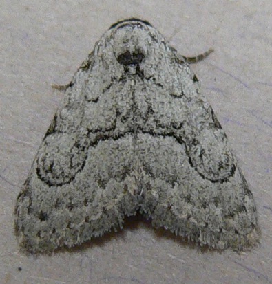 Ashy Meganola Moth