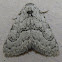 Ashy Meganola Moth