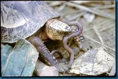 turtle eating worm