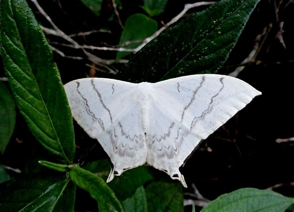 Saturniidae : Oxyteninae : Asthenidia (Therinia) lactucina (CRAMER, 1780), femelle. Colider (Mato Grosso, Brésil), 29 juin 2010. Photo : Cidinha Rissi