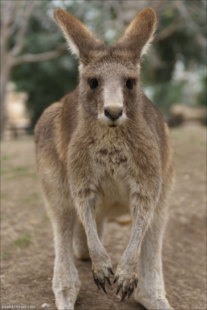 Ган Гуру - парк с кенгуру и другими австралийскими животными | Gan Guru | גן גורו | LookAtIsrael.com - Фото путешествия по Израилю