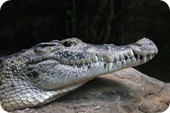 Neuguinea-krokodil-0272