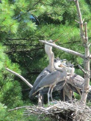 great blue heron 3 in tree.3. 8.6.2013