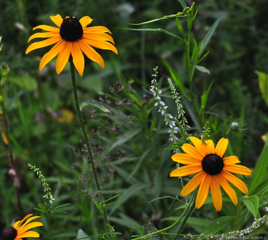 [DSC_0006%255B3%255D.jpg]