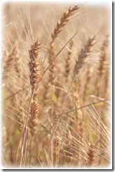 wheat fade