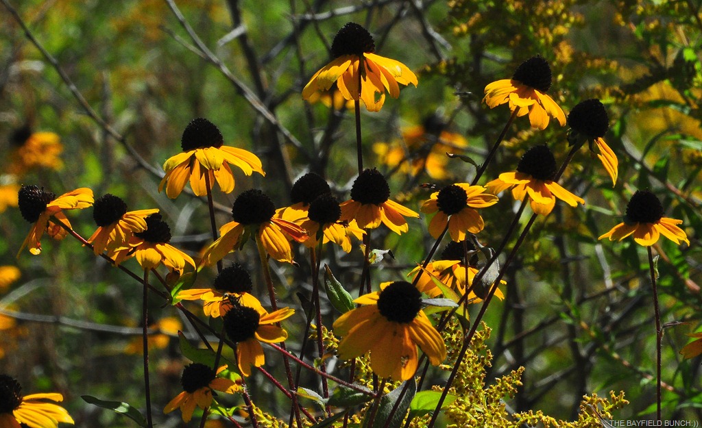 [DSC_0005%255B4%255D.jpg]