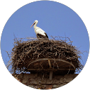 Image Google de Patricia RONCIN
