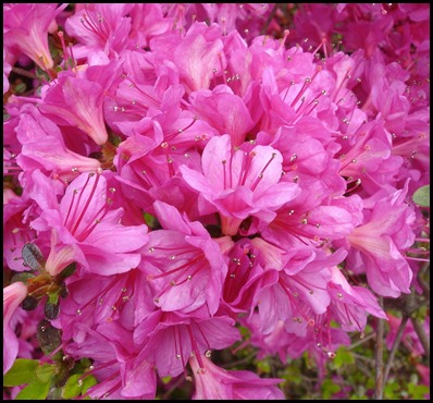 pink  azalea