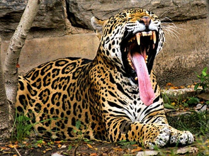 [bostezos%2520%252820%2529%255B5%255D.jpg]