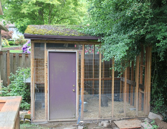Convert a Shed to a Chicken Coop (Tips to Make it Easier)