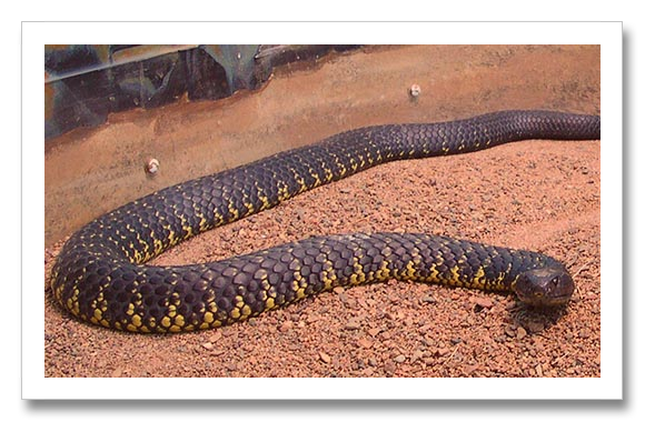 Venom - Australia Tiger Snake 