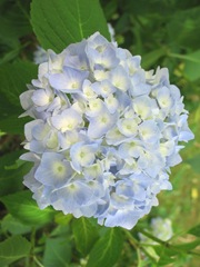 Hydrangea in bloom closeup6.2012
