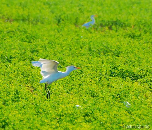 14. cattle egret-kab
