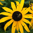 Black-eyed Susan