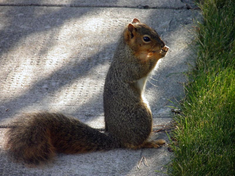 [Nov-Squirrel%255B6%255D.jpg]