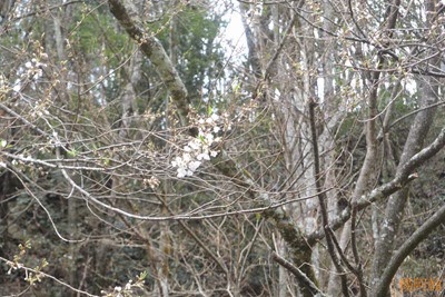 0221 043  - 武陵農場櫻花