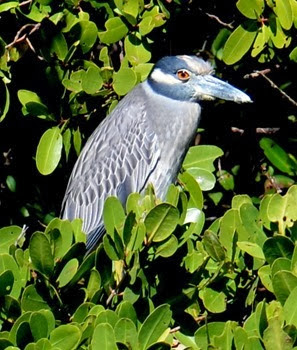 Yellow-crowned Night-Heron