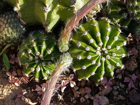 kaktus_blüte_09