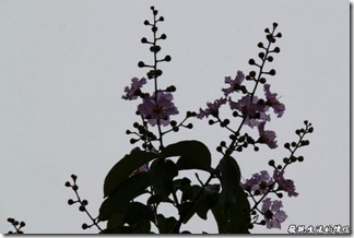 大花紫薇