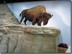 1776 Alberta corner Hwy 4 South & Hwy 501 East - Milk River Visitor Centre - display inside Head-Smashed-In Buffalo Jump Provincial Park