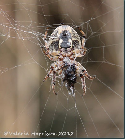 45-spider