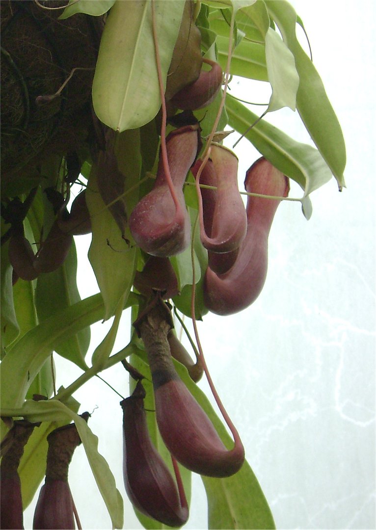 Nepenthes alata pitcher plant