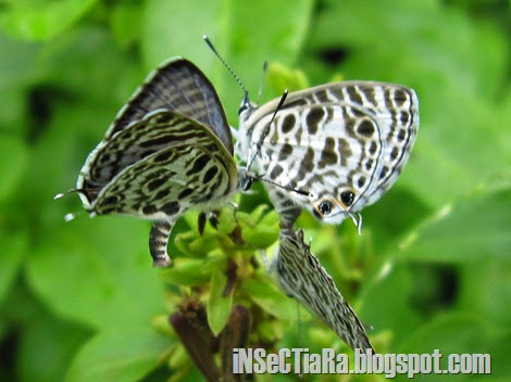 kupu-kupu Zebra Blue atau Plumbago Blue (Leptotes plinius) kawin bertiga_4