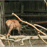 Hirsch im Wisentreservat bei Miedzydroje