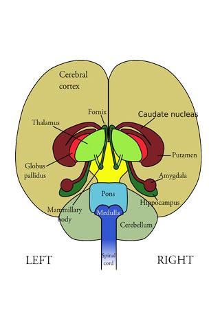 【免費醫療App】Anatomy Atlas Free-APP點子