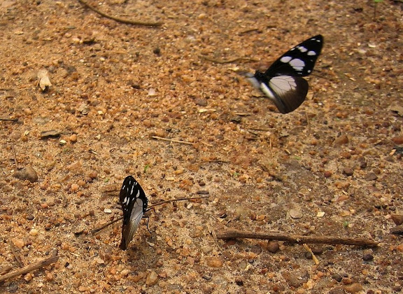 Amauris tartarea MABILLE, 1876, femelle (à droite). Bobiri Forest (Ghana), 18 janvier 2006. Photo : Henrik Bloch