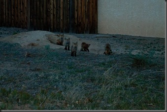 Red Fox Pups (2 of 5)