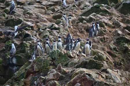 Obiective turistice Peru: Pinguini la Islas Ballestas