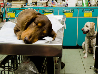 √99以上 犬 下痢 血 257717-犬 下痢 血 嘔吐