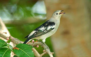 Download Mp3 aneka suara burung jalak suara burung