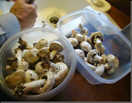 Picked Mushrooms 1