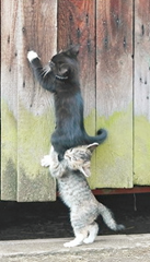 kitty_gives_helping_hand.png (496×333) - Google Chrome (03-02-2013 14.42.44)